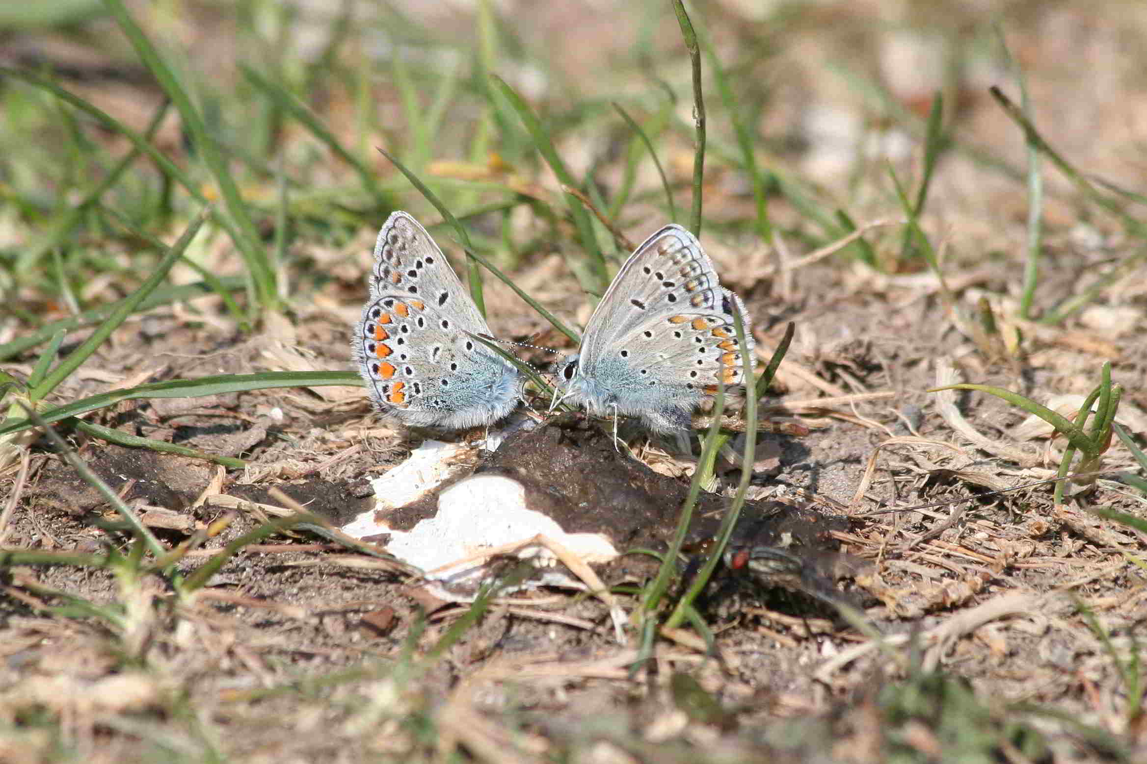 Polyommatus thersites?